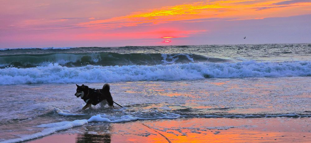A Black and tan shiba inu on the beach in the water at sunset, ocean waves in the background. Pink, orange and purple sunset vibes.