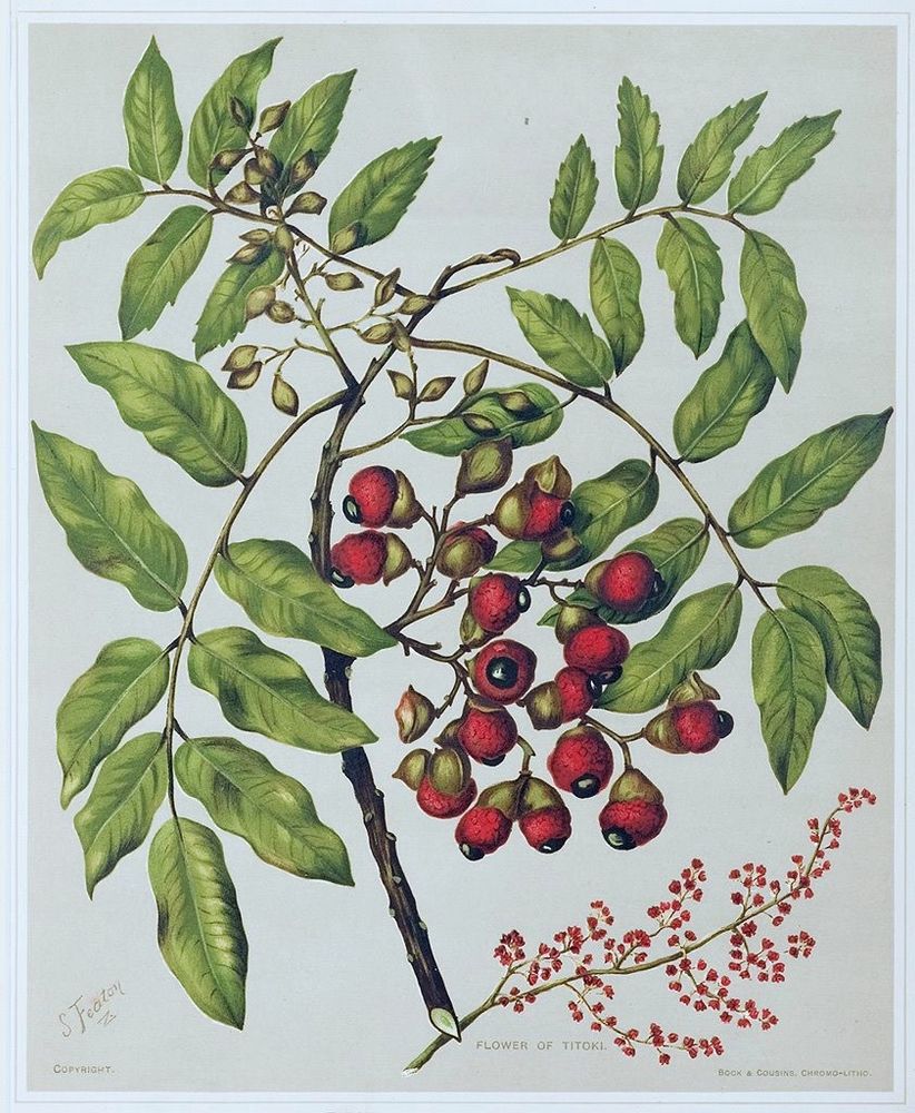 Alectryon excelsus. A branch with small, light green leaves, and round red fruits and seeds.