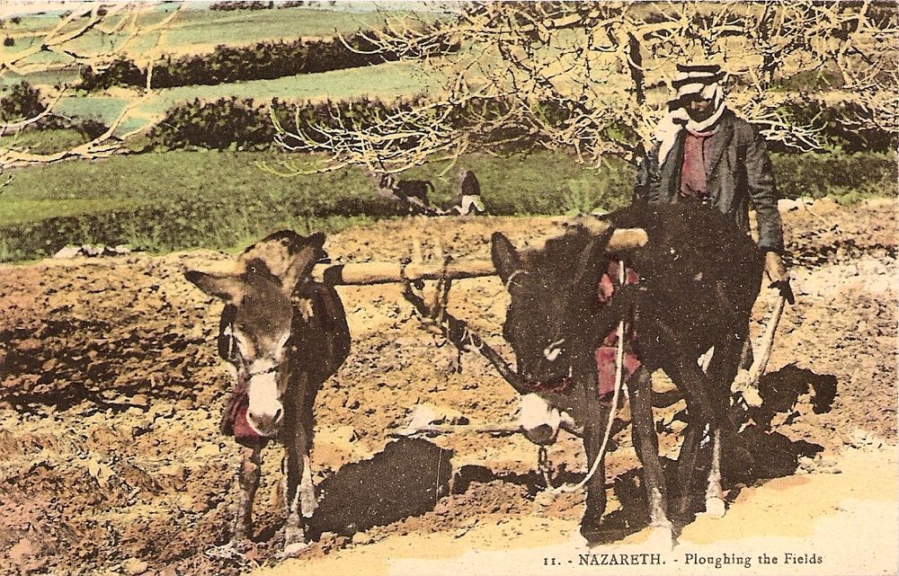 A colorised photo reading 11. Nazareth. Ploughing the fields. We see a man walking behind two working donkeys with soft dark fur and their characteristic light colour around the eyes. The man wears a head covering. Wide green fields behind them, and another person and donkey on the distance.