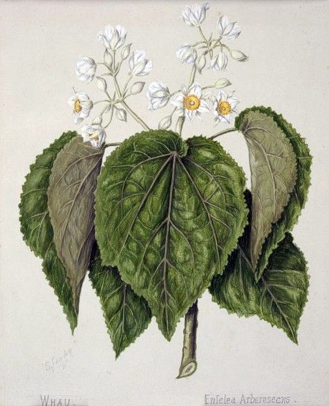 Entelea arborescens. Big, textured, dark green veiny leaves, and the flowers are small, delicate, with yellow petals.
