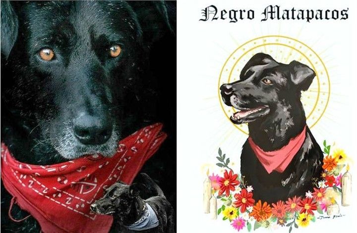Two images of Negro Matapacos. The image on the left is a close up portrait, he is a black dog with light brown eyes, looking at the camera like a good boy, and showing his characteristic red bandana. The photo is edited, and it shows in the corner another picture of him, like a collage, this time with his blue bandana. The image on the right is a saint-like representation of the dog over a white background, with his head surrounded by a holy halo, he's happy and has his red bandana, at the top it reads Negro Matapacos with gothic lettering, and at the bottom he's surrounded by flowers.