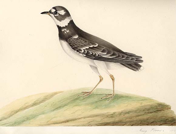 Painting of a Ringed Plover by Mary Battersby. A nice-looking bird standing over a mossy rock, he is black with some white parts, white collar, around the eyes, and belly.