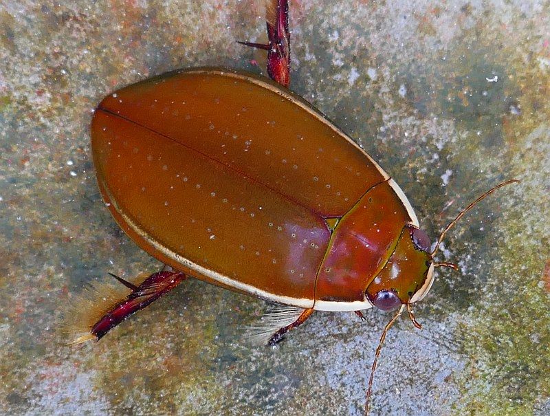 A dark orange water beetle. He has a flat body with two lines of freckles, purple eyes, and red, hairy legs.