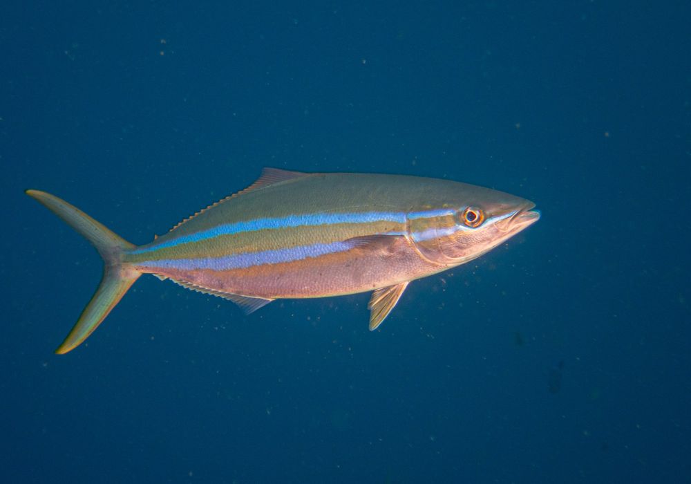Live image of a rainbow runner, photo credit:Reef Fishes of the Indo-Pacific. Book by Matthias Bergbauer and Manuela Kirschner