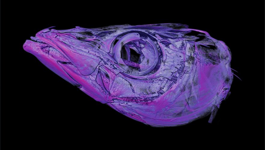 Micro-CT scan of a beautiful rainbow runner that was caught offshore in Okinawa, Japan last month. These species are pelagic generalists that use speed to catch their food. Note that triangular pointy head... thats for speed.
