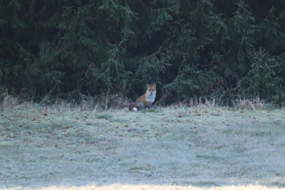 European red fox sitting on the edge of the forest on a chilly morning. 