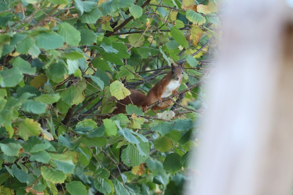 A squirrel on a branch. It's looking at the camera