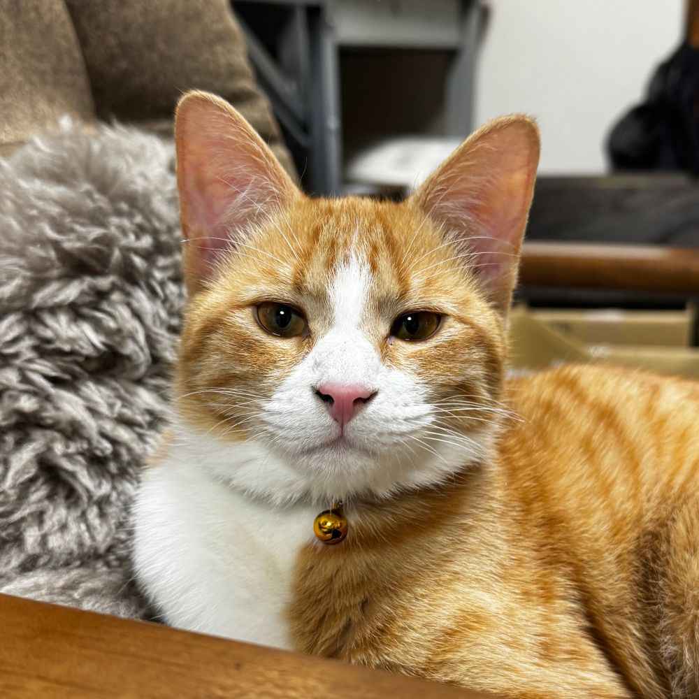 うちのレクサス