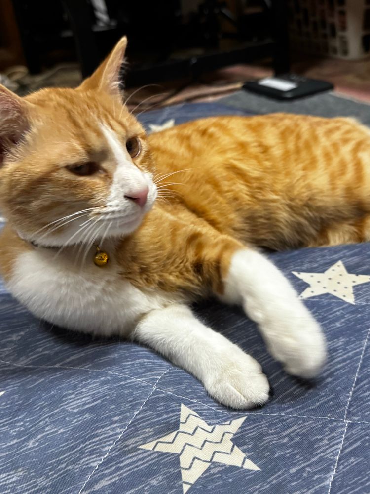 うちのレクサス