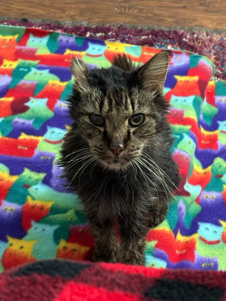 a scrunkly senior cat sitting on a blanket, which is on top of a cat bed. the cat is staring up at the picture taker. he has a little glob of wet food on his nose, he definitely did it on purpose and definitely did not accidentally lick his food up in the air with enough force that some landed on his nose