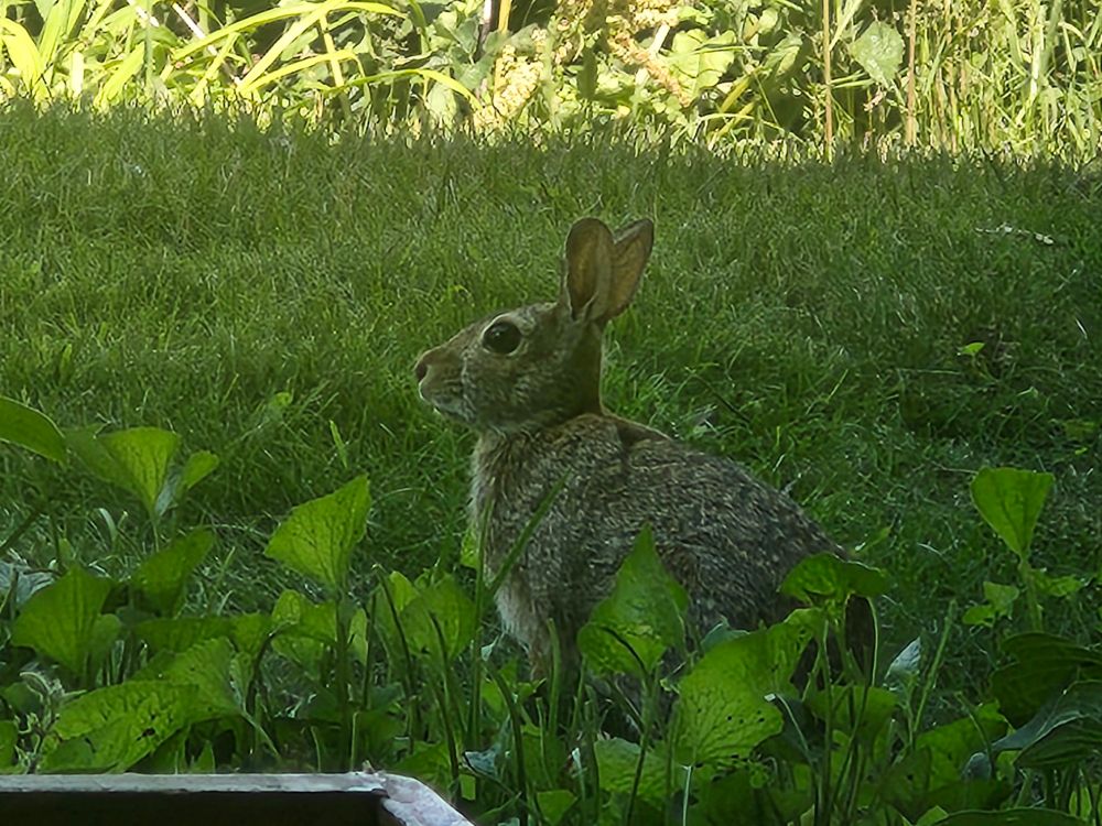 A brown wild rabbit sitting in some shady grass by some larger leafed plants. It has dark Boba eyes