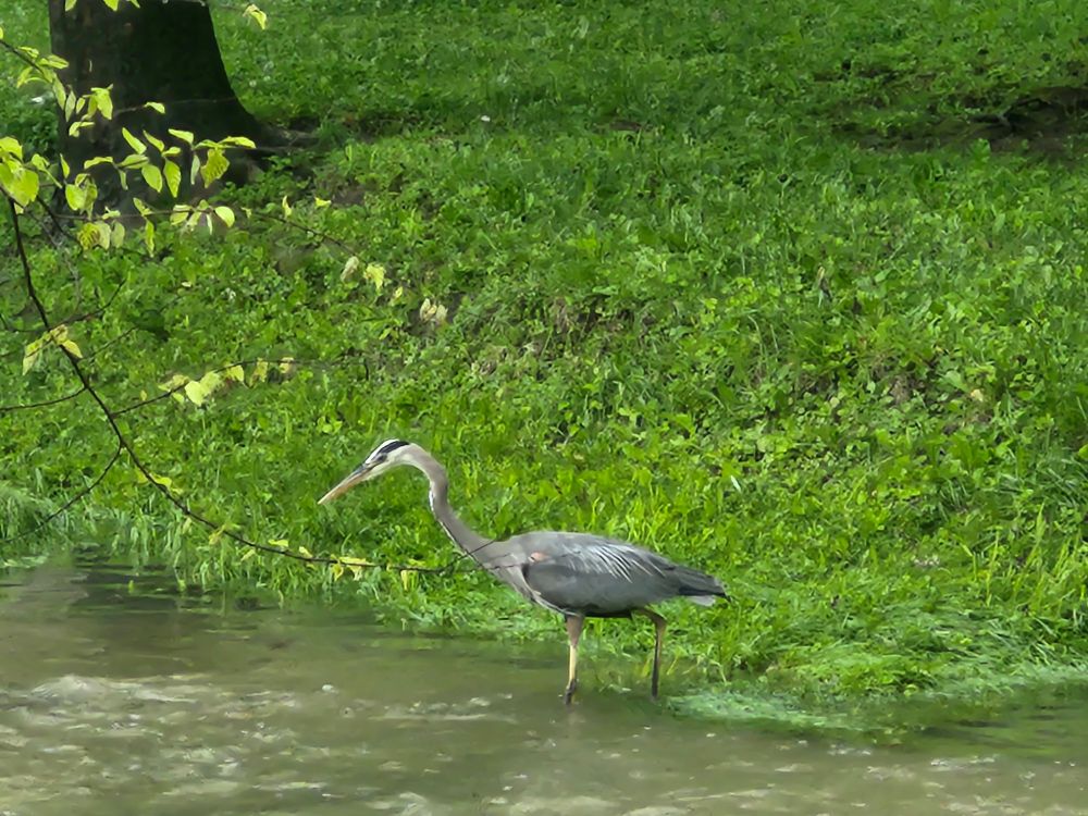 Picture of a great blue heron during the day fishing in an overflowed creek