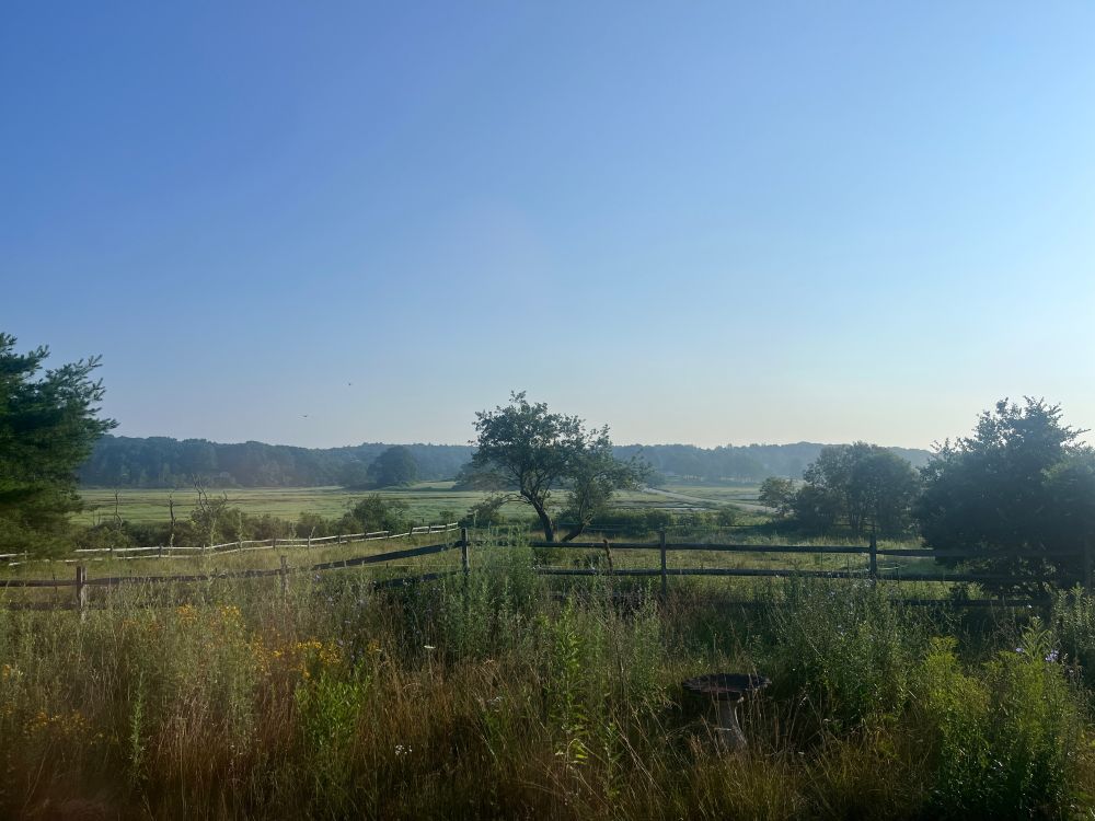 A green field and salt marsh with an apple tree in the foreground