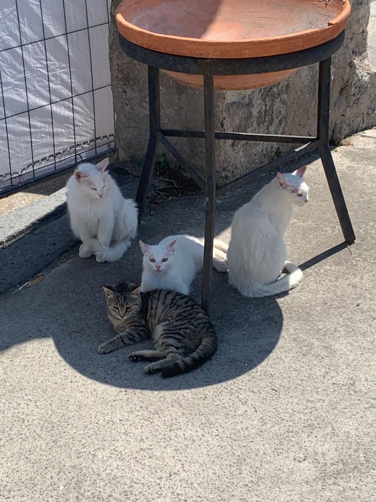 A family of four little cats in Pompeii, thriving 