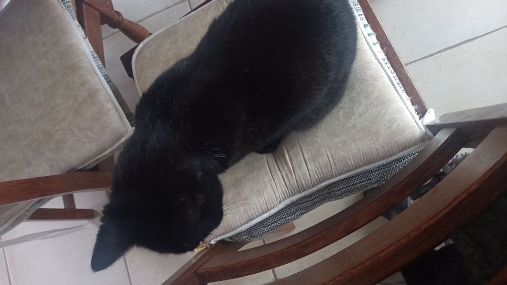 Chat noir sur une chaise 