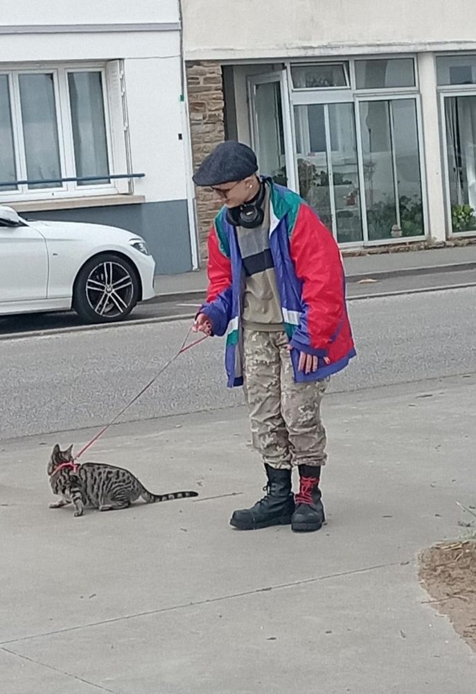 Chat tigré promener avec un harnais