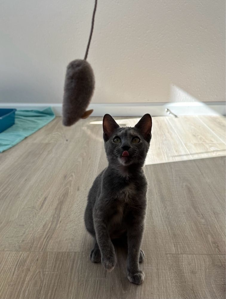 A dilute tortoiseshell kitten licking her lips while looking at a toy at the top of the frame.