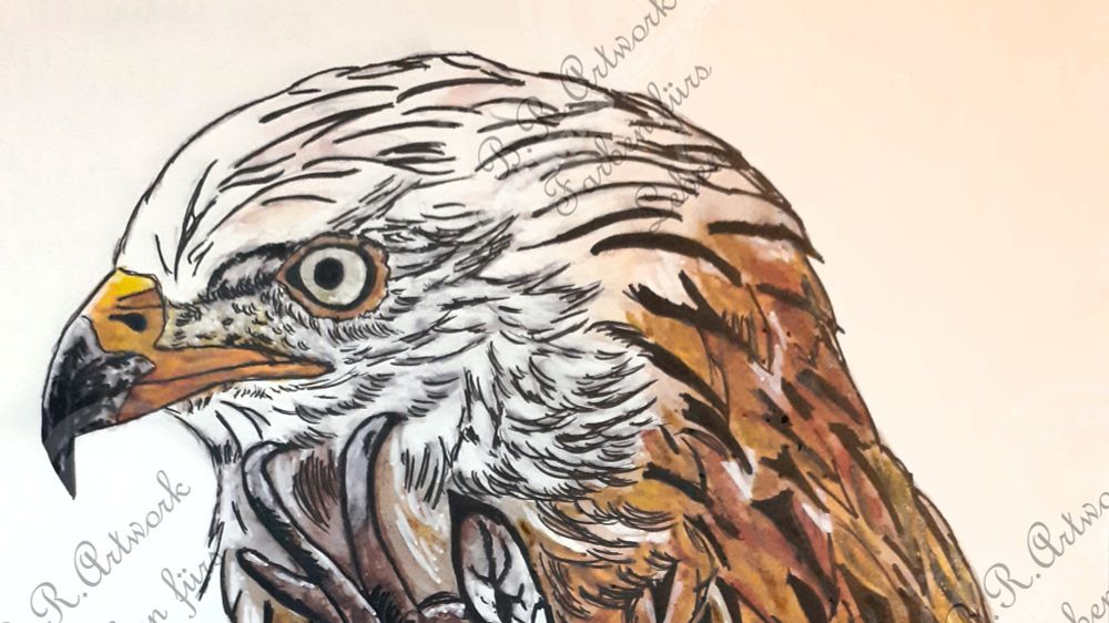 Kopf eines Rotmilans seitlich nach links schauend. Fineliner und Watercolour. 