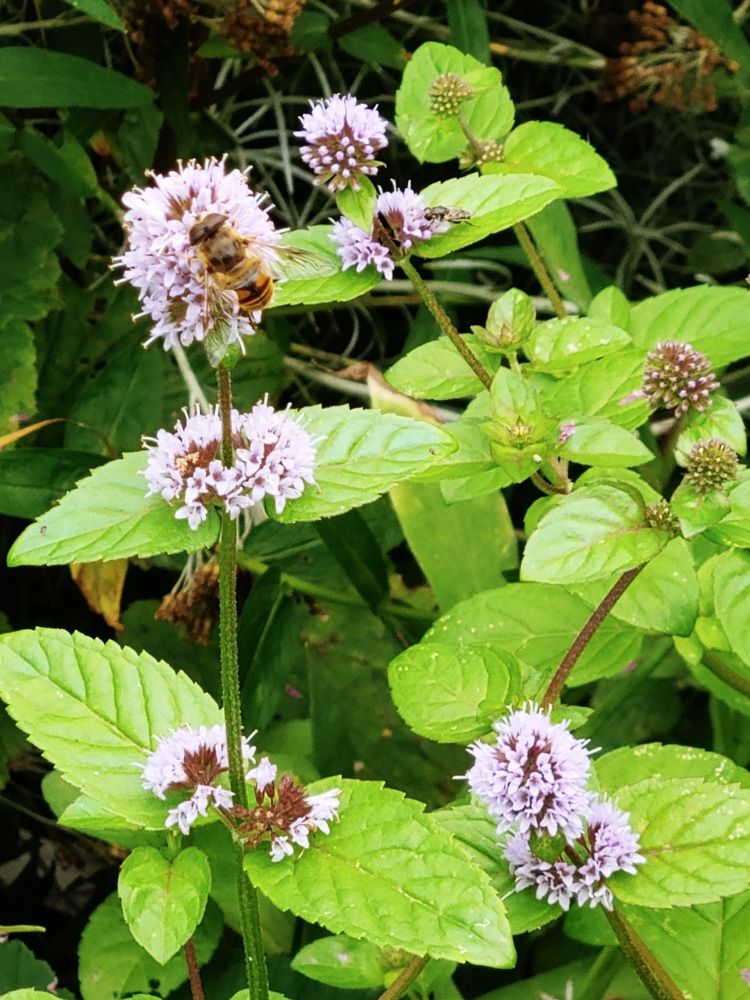 Blühende Wasserminze. Auf einer Blüte sitzt eine Schwebfliege.