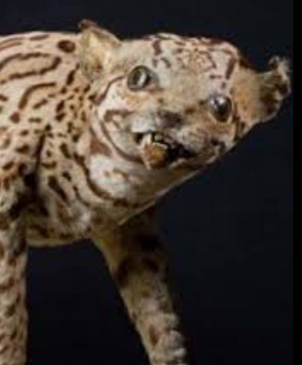 Foto eines völlig verunstalteten Präparat eines Ozelot der in die Kamera schaut.