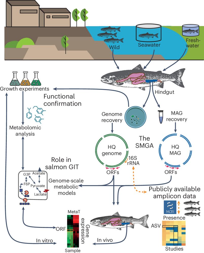 Genomic and functional characterization of the Atlantic salmon gut microbiome in relation to nutrition and health