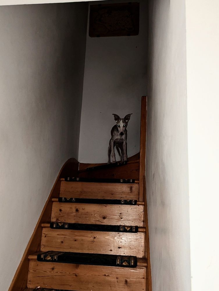 A low resolution photo taken with a flash, showing a whippet at the top of the stairs. She is looming out of the darkness with her eyes glowing. Think if a whippet was a cryptid.