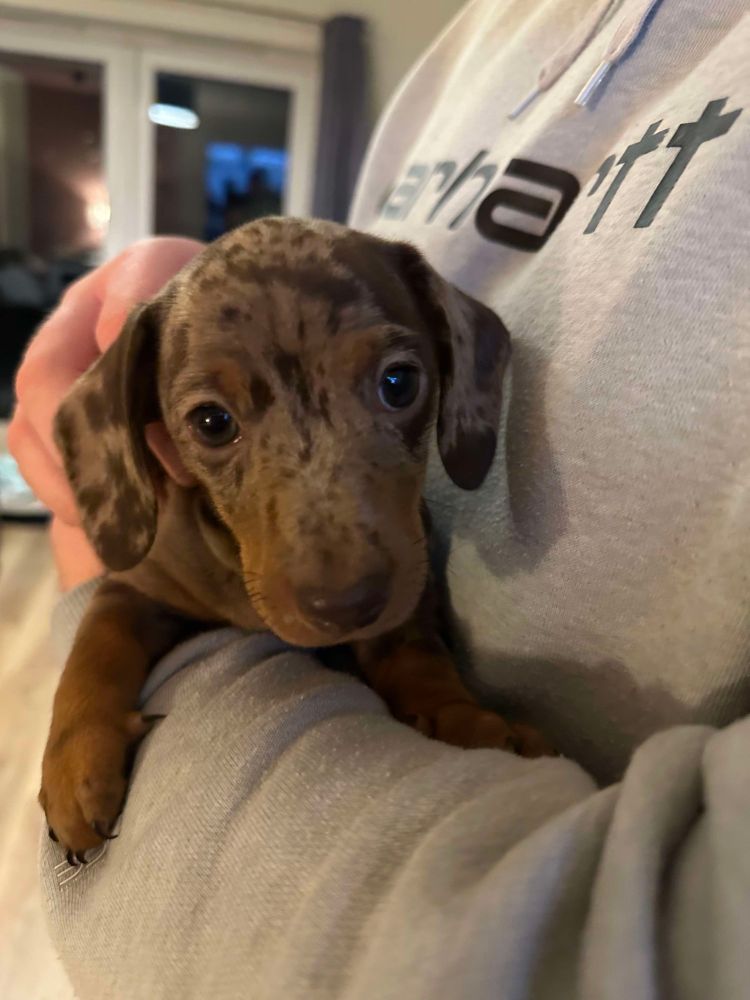 A tiny TINY speckled mini dachshund puppy being held in someone's arms