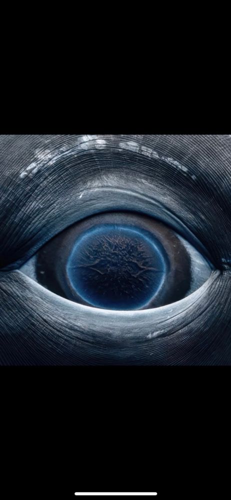 Gros plan sur un œil de baleine. Il évoque un monde à part entière 