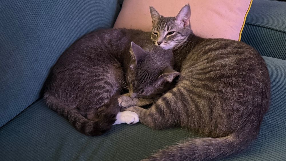 Two gray tabby cats sleeping curled up with each other next to a green pillow on a green couch.