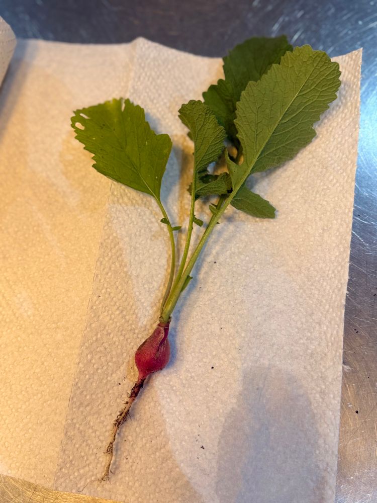 A small perfectly round radish freshly pulled from the ground laying on a white paper towel