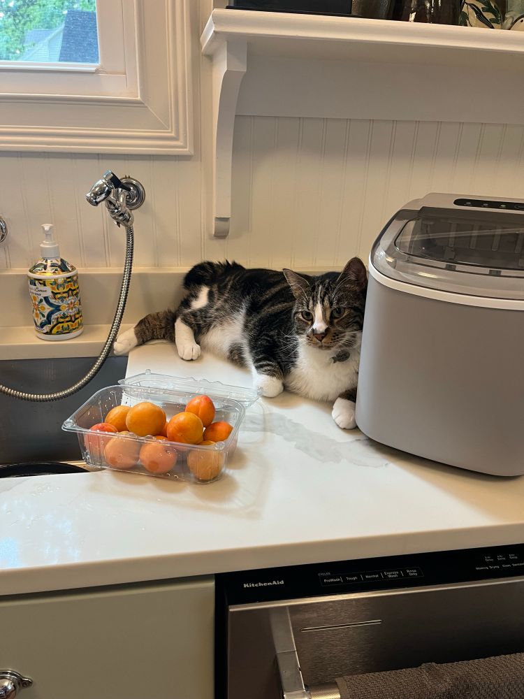 My cat Harold lying on the countertop next to the ice maker and some apricots.