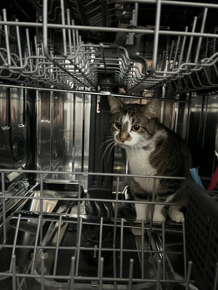 Lloyd, my cat, sitting inside the dishwasher as I’m emptying it.