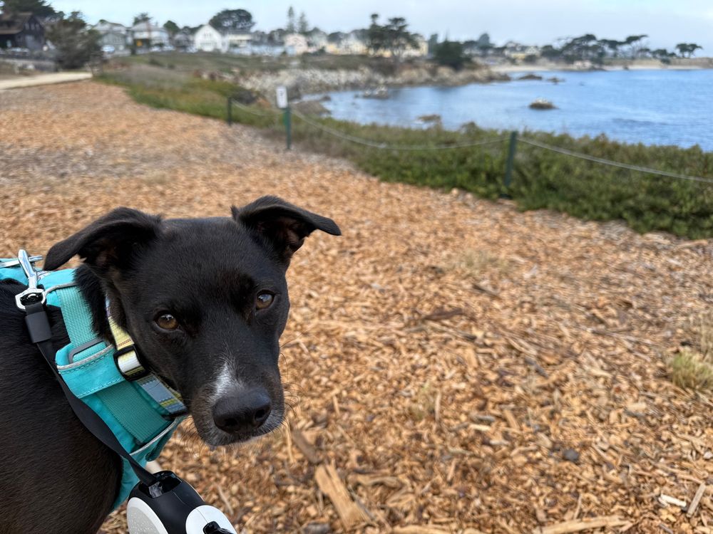 Berger the dog with coastline 