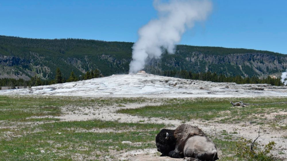 A woman sustains leg burns after straying from Yellowstone trail