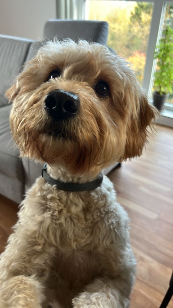 Portrait eines Goldendoodle Weibchens namens Mana, die sich aufstellt und mit einem Hundeblick schaut. 