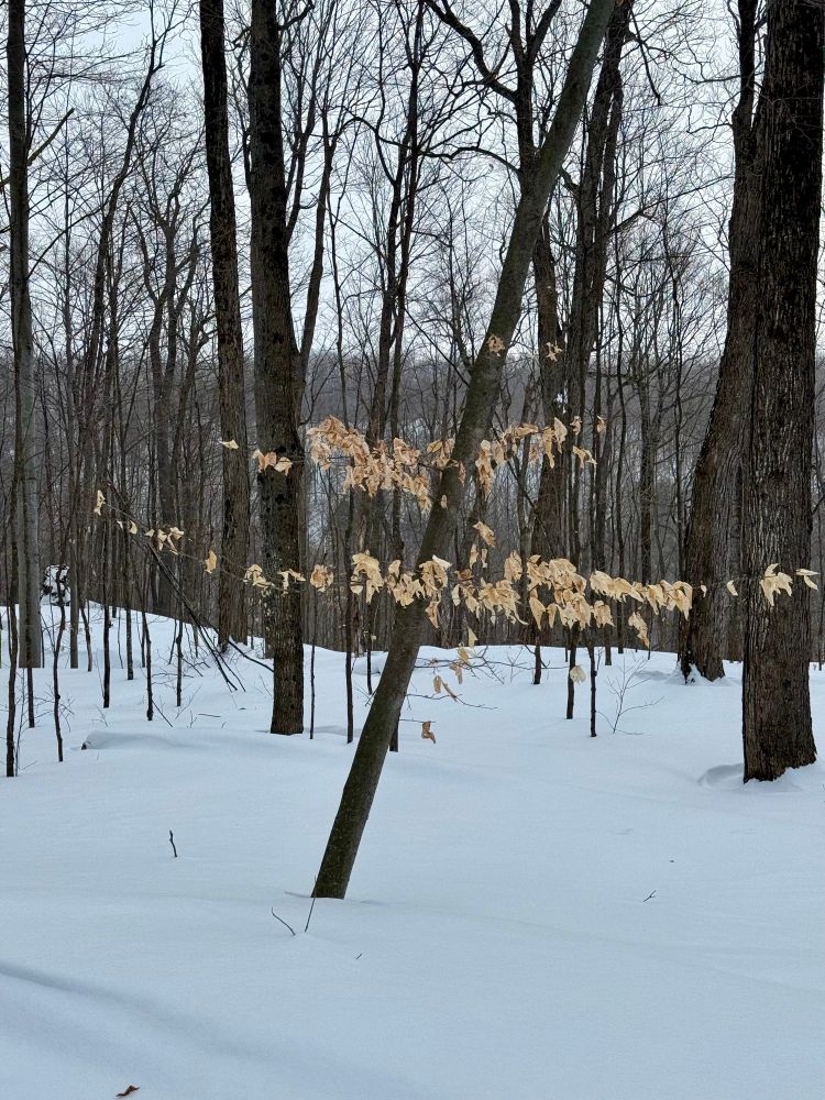 Lauriault trail - Gatineau Park