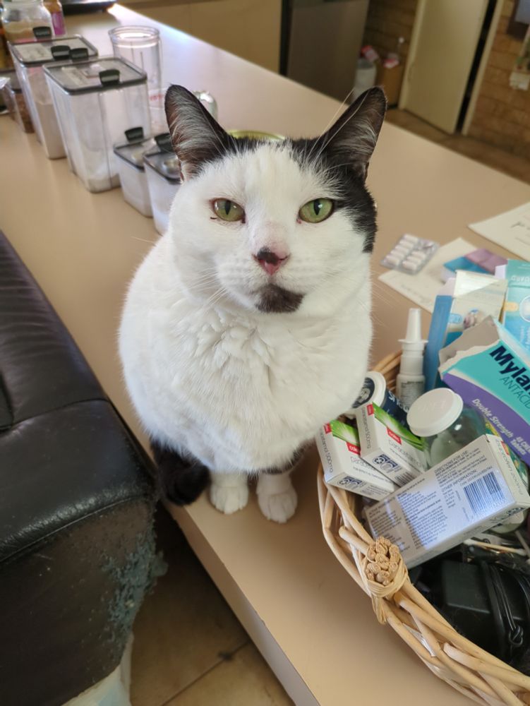 A white cat with black highlights on the ears, sitting on the bench shes not allowed on. She has a cheeky look on her face and is looking directly at the camera