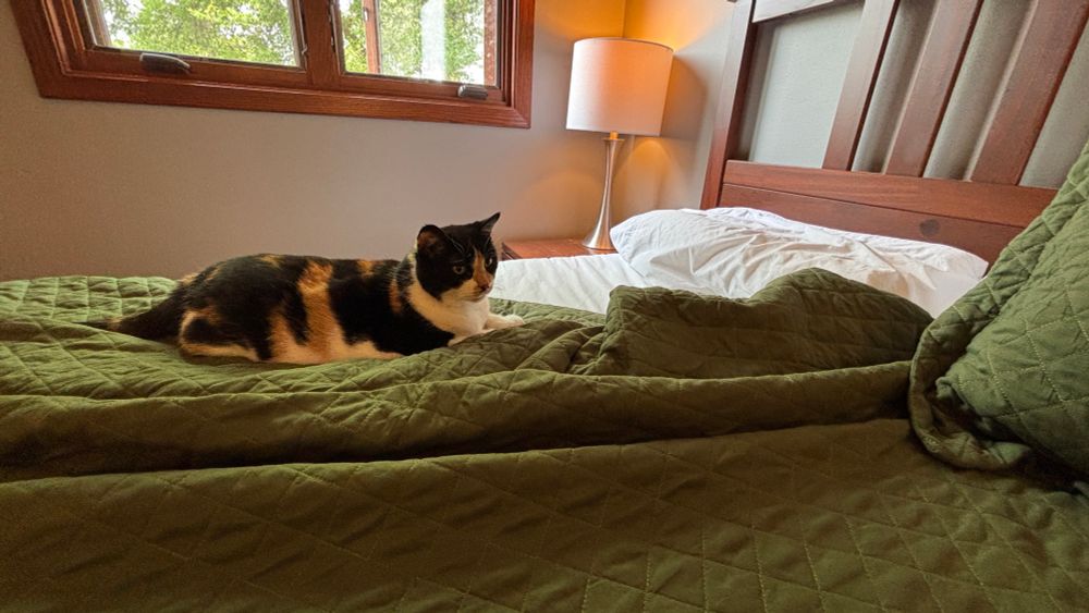 A calico cat laying on a green quilt. The cat is laying on the side of the bed that hasn’t been tidied up yet