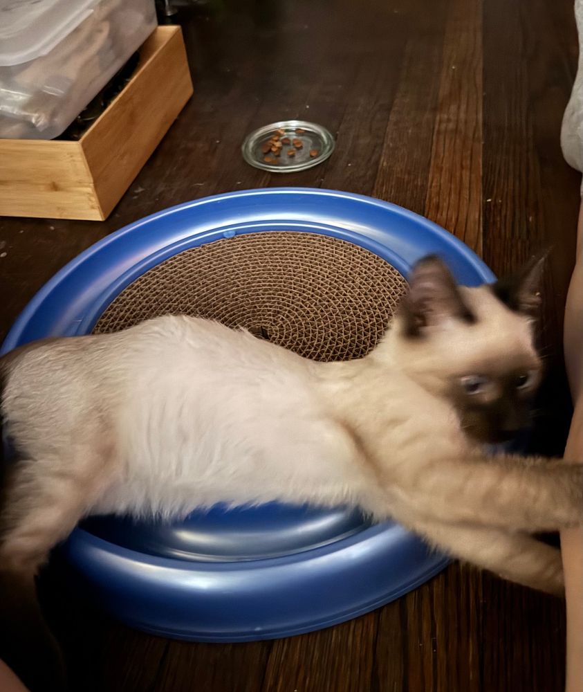 Small Siamese kitten lying on blue plastic disk with central area of cardboard for scratching. Kitten is grasping human leg that is off camera with determined look. 