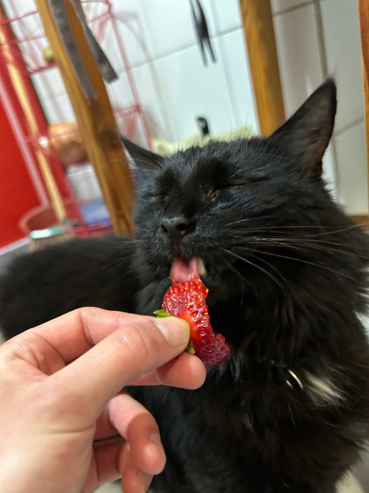 my black cat, frankie, licking a partially eaten strawberry with his eyes closed. my hand (bottom left corner) is holding the fruit by the calyx
