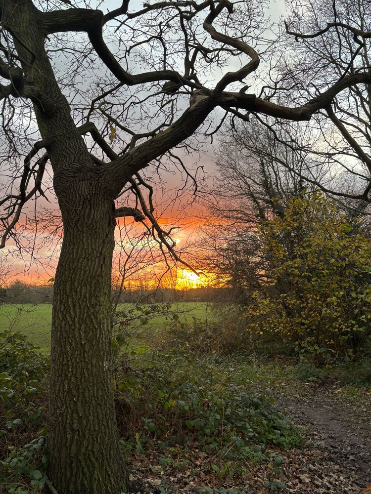 A leafless tree in a park with the sun setting in the back ground 
