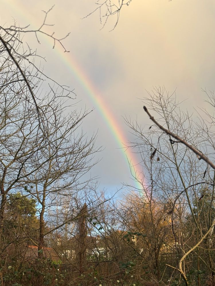 Rainbow over bare leaf trees