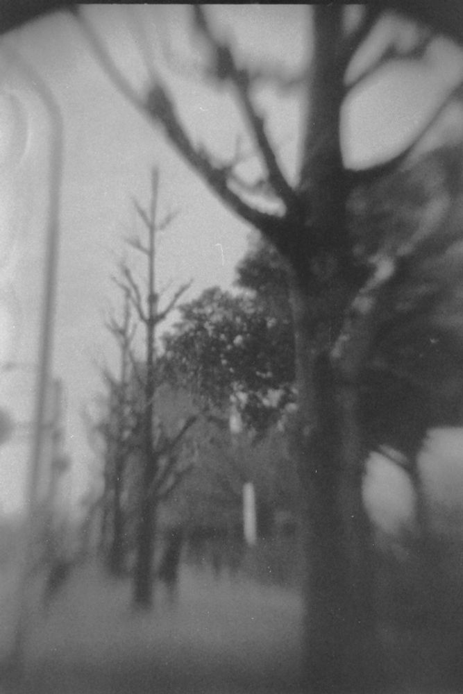 a street in winter. trees naked of leaves are in a low.