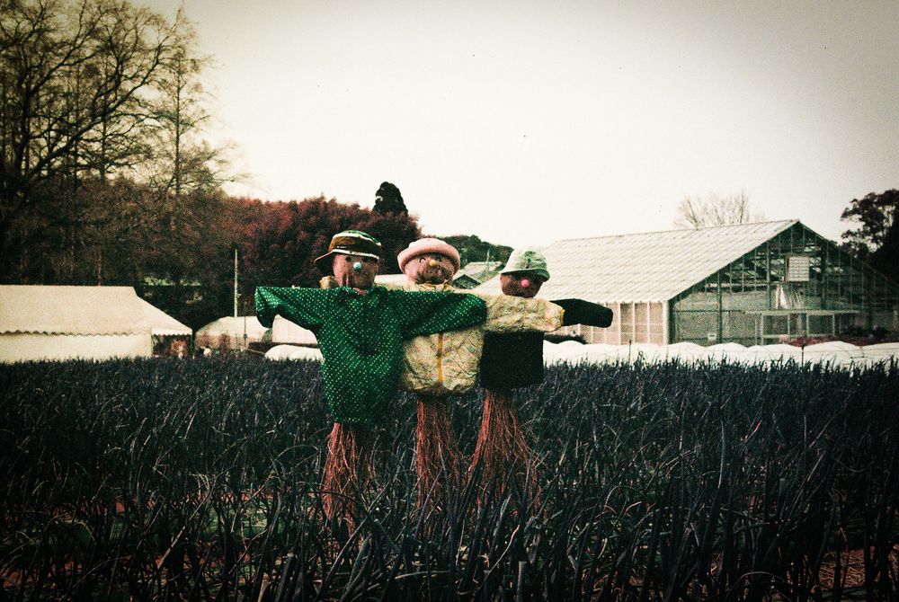 three bodies of scarecrow are in the line.