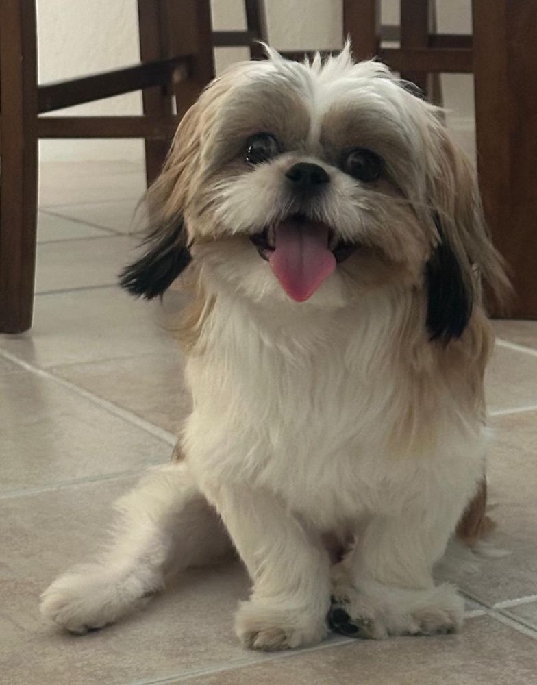 an image of my dog