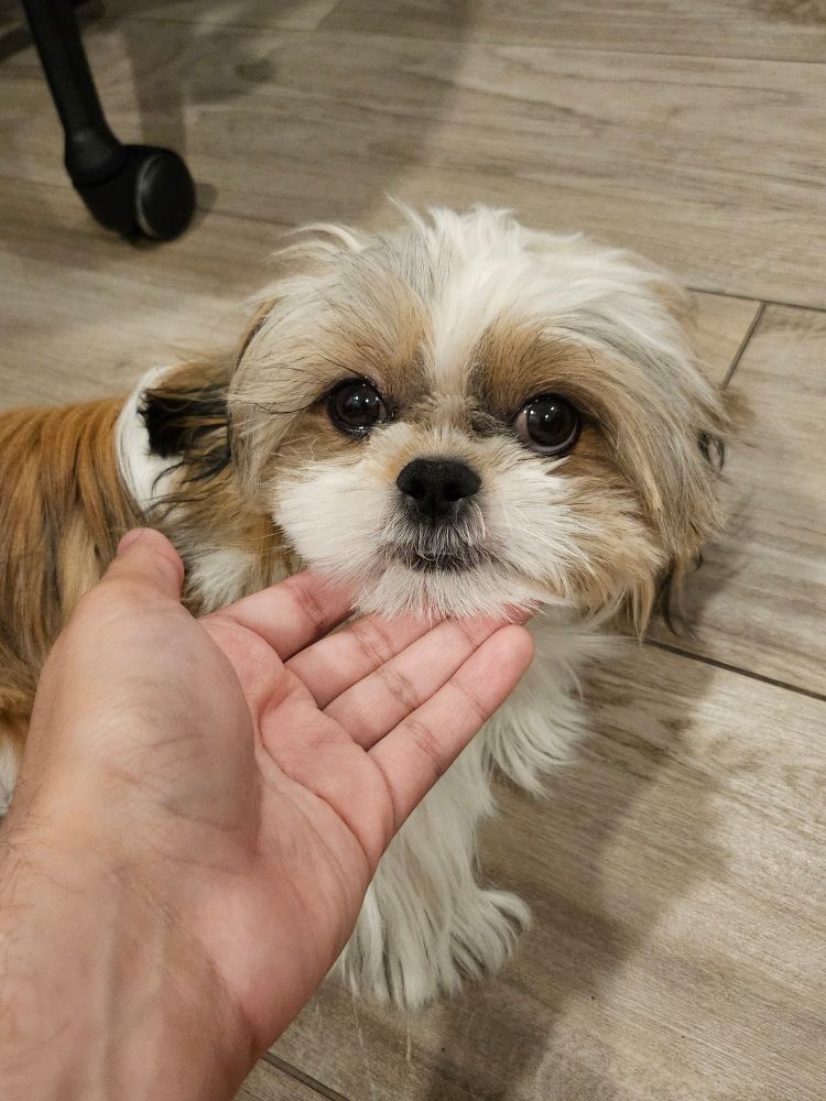 A shih tzu