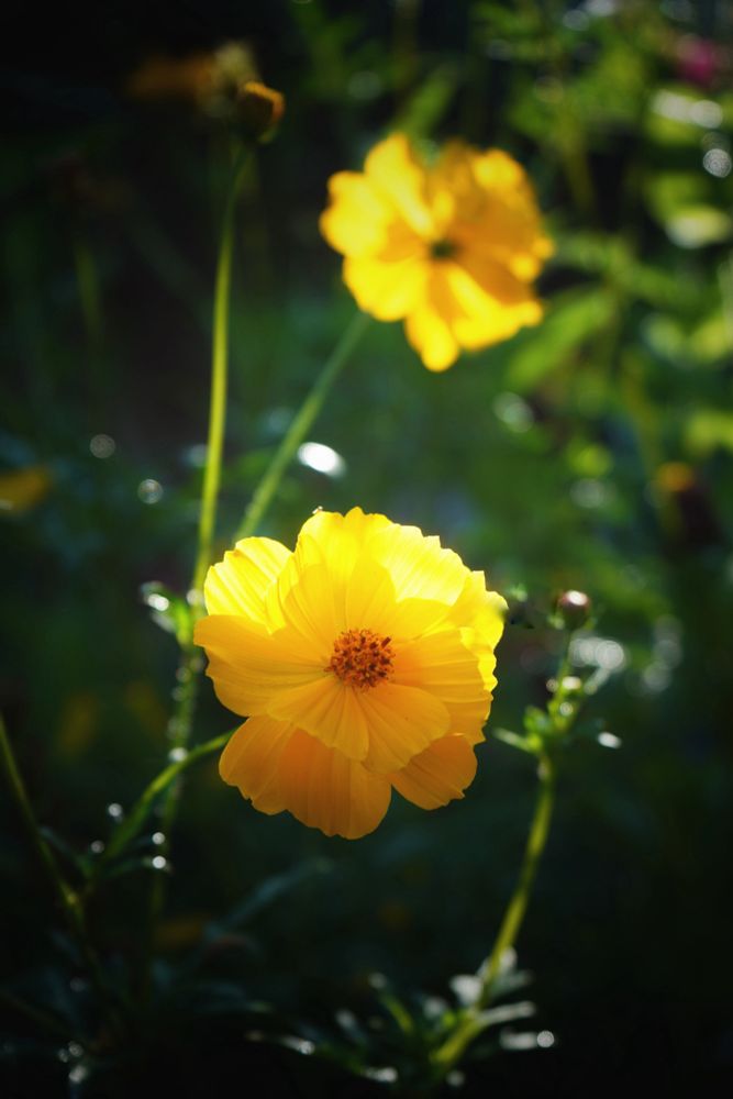 Early morning light on yellow cosmos flower 