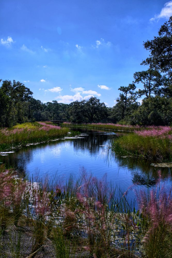 A pond surrounded by wildflowers reflecting the blue sky