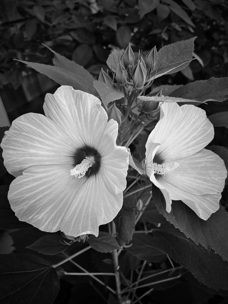 Two hibiscus flowers in black and white
