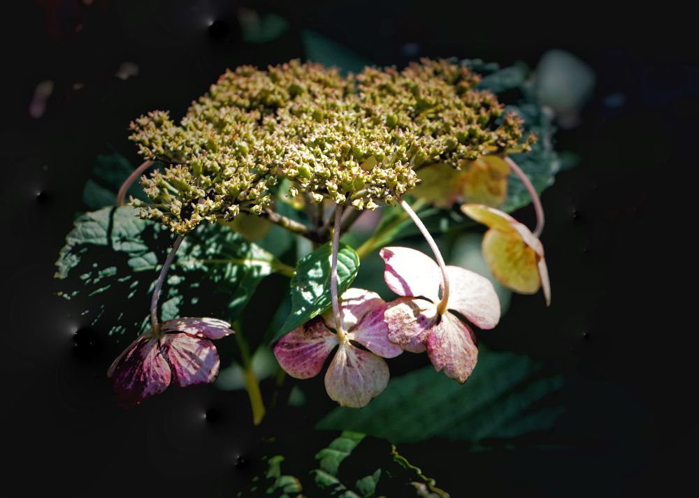 A fading lace cap hydrangea blossom 